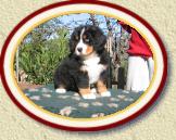 appy_7_sem * 7 semaines: assis comme j'aime * 640 x 480 * (85KB)